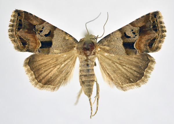 /filer/webapps/moths/media/images/S/semitorrida_Aconzarba_AF_NHMO.jpg
