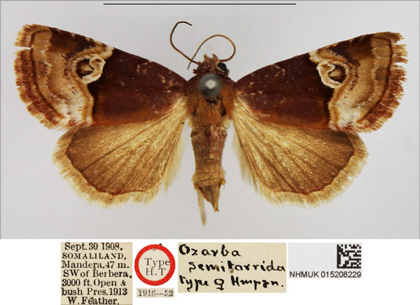 /filer/webapps/moths/media/images/S/semitorrida_Ozarba_AT_NHMUK.jpg
