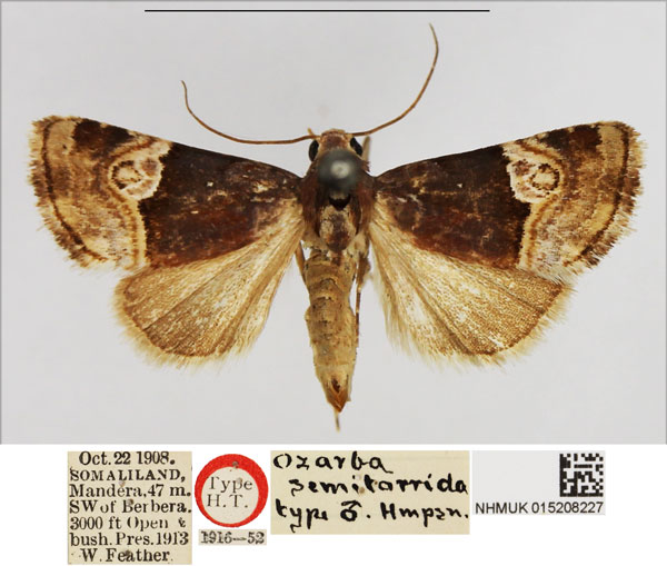 /filer/webapps/moths/media/images/S/semitorrida_Ozarba_HT_NHMUK.jpg