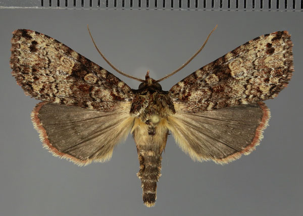 /filer/webapps/moths/media/images/S/semiumbrosa_Kenrickodes_AM_Fiebig.jpg