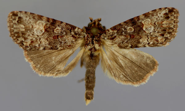 /filer/webapps/moths/media/images/S/semiumbrosa_Kenrickodes_A_RMCA_01.jpg