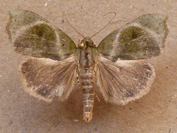 /filer/webapps/moths/media/images/S/semiviridis_Acripia_A_Butler.jpg