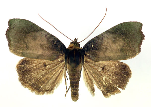 /filer/webapps/moths/media/images/S/semiviridis_Acripia_A_RMCA.jpg