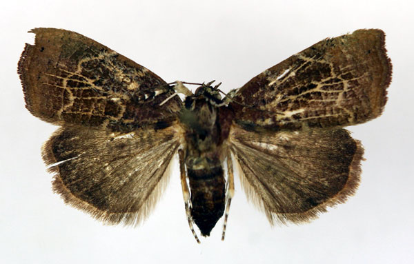 /filer/webapps/moths/media/images/S/semiviridis_Acripia_A_RMCA_02.jpg