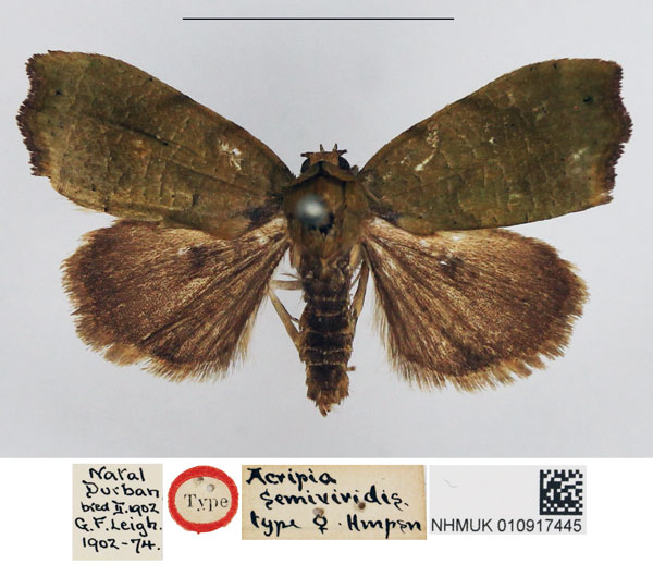 /filer/webapps/moths/media/images/S/semiviridis_Acripia_HT_NHMUK.jpg