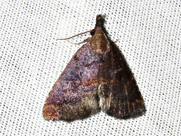 /filer/webapps/moths/media/images/S/semlikiensis_Hypena_A_Braun_01.jpeg