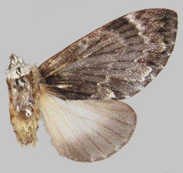 /filer/webapps/moths/media/images/S/semna_Seydelora_AF_BMNH.jpg