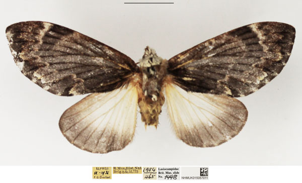 /filer/webapps/moths/media/images/S/semna_Seydelora_AF_NHMUK.jpg
