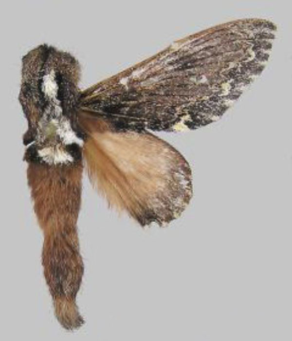 /filer/webapps/moths/media/images/S/semna_Seydelora_AM_RMCA.jpg