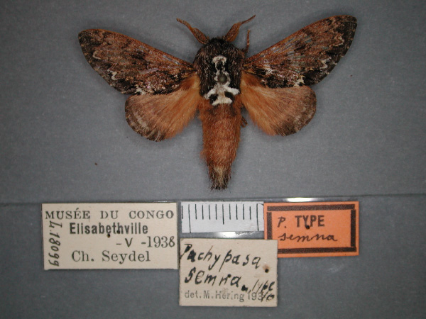 /filer/webapps/moths/media/images/S/semna_Seydelora_HT_RMCA_01.jpg