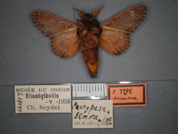/filer/webapps/moths/media/images/S/semna_Seydelora_HT_RMCA_02.jpg