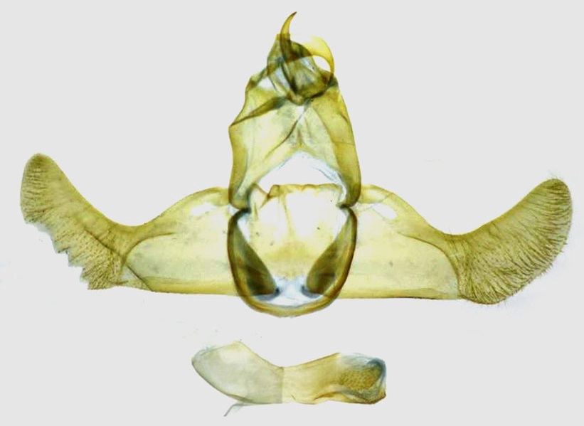 /filer/webapps/moths/media/images/S/semnodora_Lecithocera_GMHT_RMCA.jpg
