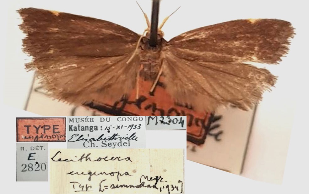 /filer/webapps/moths/media/images/S/semnodora_Torodora_AM_RMCA.jpg