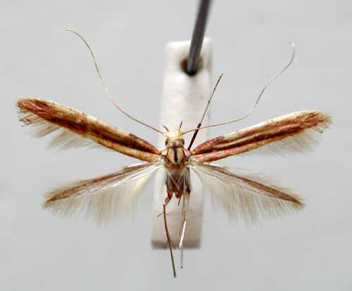 /filer/webapps/moths/media/images/S/semnophanes_Caloptilia_HT_TMSA330.jpg