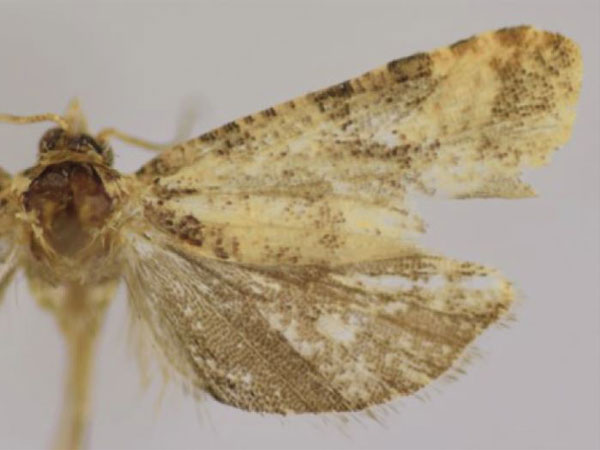 /filer/webapps/moths/media/images/S/semosa_Lobesia_AF_Trematerra.jpg