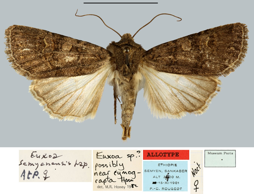 /filer/webapps/moths/media/images/S/semyenensis_Euxoa_AT_MNHN.jpg