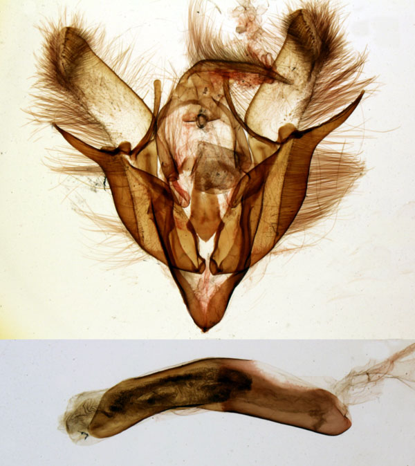 /filer/webapps/moths/media/images/S/semyenensis_Euxoa_GMHT_MNHN_1413.jpg
