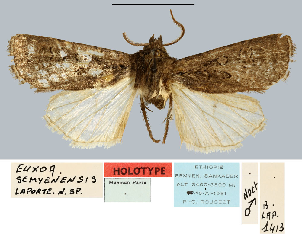 /filer/webapps/moths/media/images/S/semyenensis_Euxoa_HT_MNHN.jpg