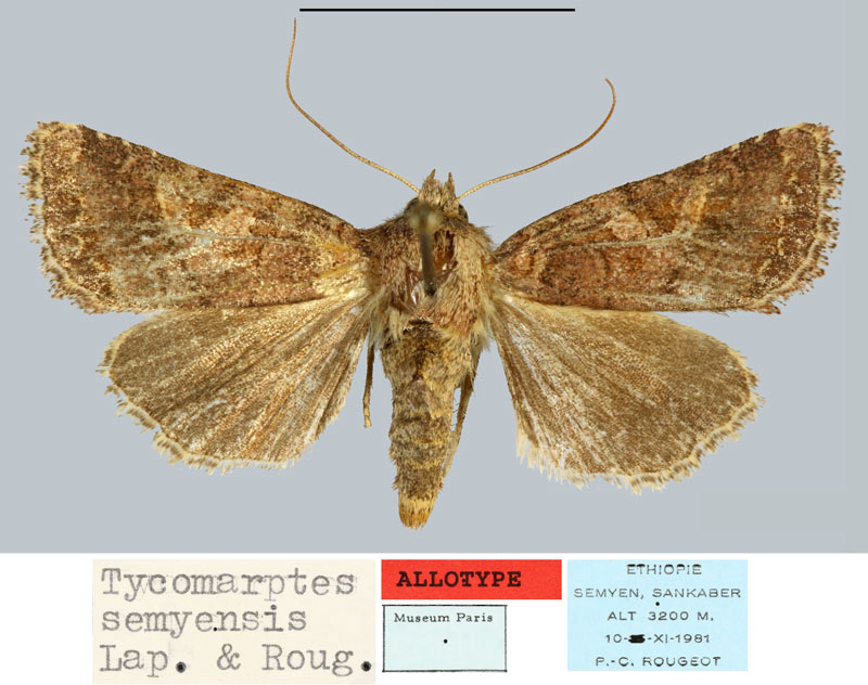 /filer/webapps/moths/media/images/S/semyensis_Tycomarptes_AT_MNHN.jpg