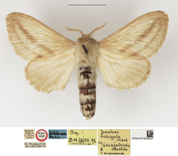 /filer/webapps/moths/media/images/S/senegalensis_Chilena_HT_NHMUK.jpg