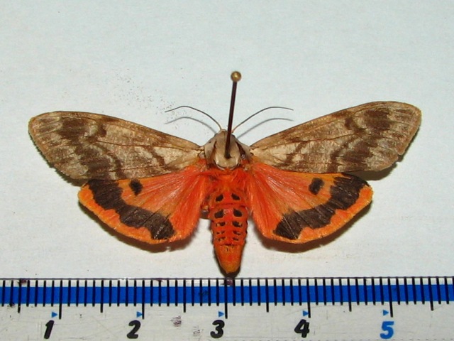 /filer/webapps/moths/media/images/S/senegalensis_Teracotona_AF_Goff.jpg