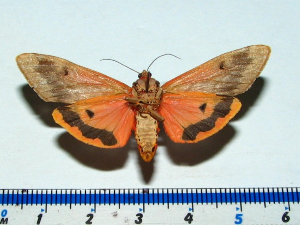 /filer/webapps/moths/media/images/S/senegalensis_Teracotona_AF_Goffb.jpg