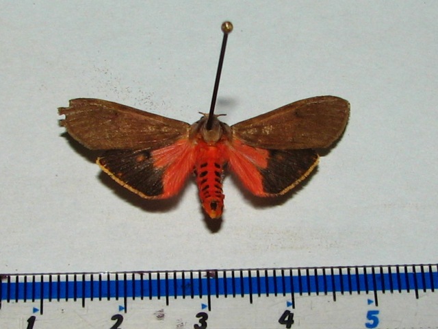 /filer/webapps/moths/media/images/S/senegalensis_Teracotona_AM_Goff.jpg