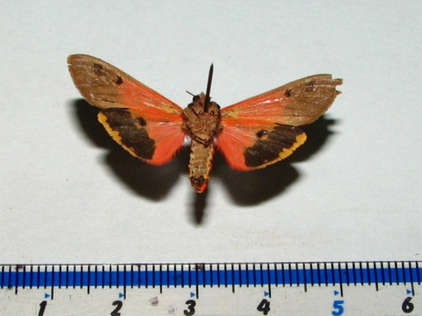 /filer/webapps/moths/media/images/S/senegalensis_Teracotona_AM_Goffb.jpg