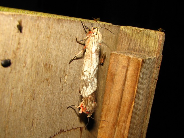/filer/webapps/moths/media/images/S/senegalensis_Teracotona_A_Goff.jpg
