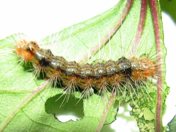 /filer/webapps/moths/media/images/S/senegalensis_Teracotona_C_Goff_01.jpg