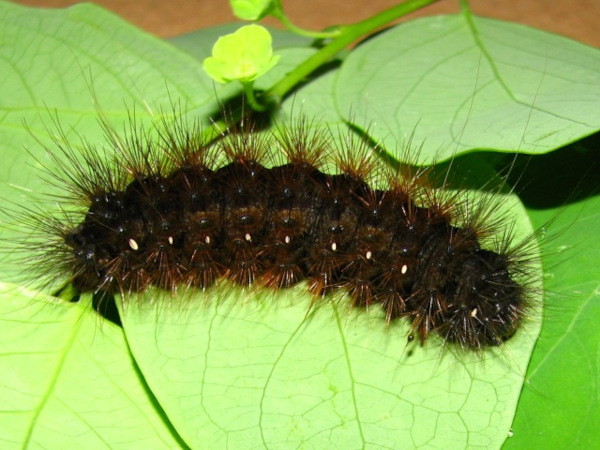 /filer/webapps/moths/media/images/S/senegalensis_Teracotona_C_Goff_02.jpg