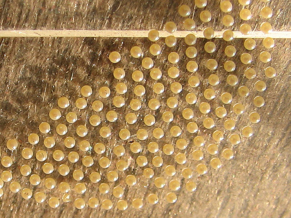 /filer/webapps/moths/media/images/S/senegalensis_Teracotona_E_Goff_03.jpg
