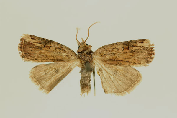 /filer/webapps/moths/media/images/S/senescens_Ochropleura_HT_RMCA_02.jpg