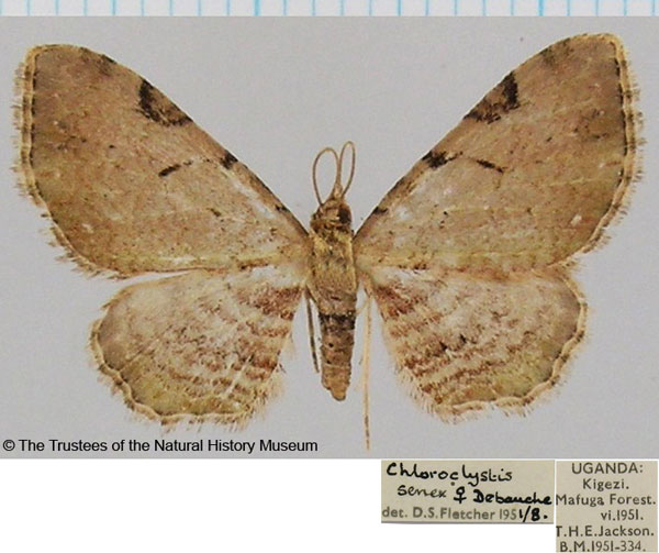 /filer/webapps/moths/media/images/S/senex_Chloroclystis_AF_BMNH.jpg