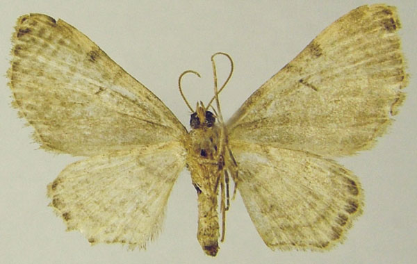 /filer/webapps/moths/media/images/S/senex_Chloroclystis_AM_ZSMb.jpg