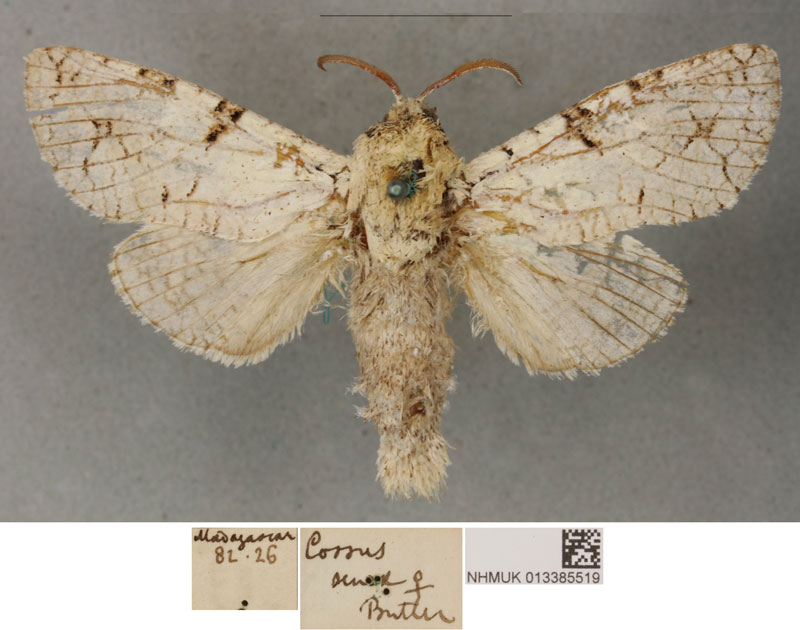 /filer/webapps/moths/media/images/S/senex_Cossus_PLTF_BMNH_01.jpg