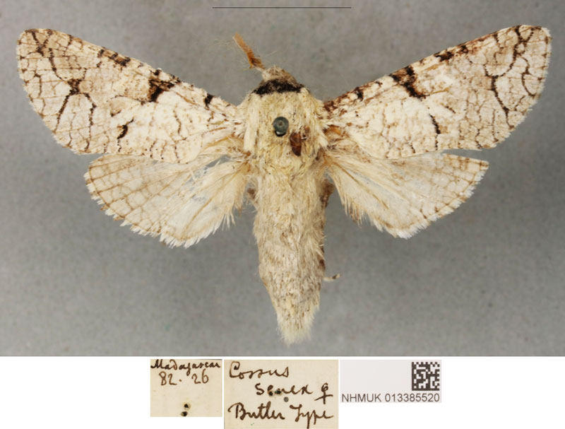 /filer/webapps/moths/media/images/S/senex_Cossus_PLTF_BMNH_02.jpg