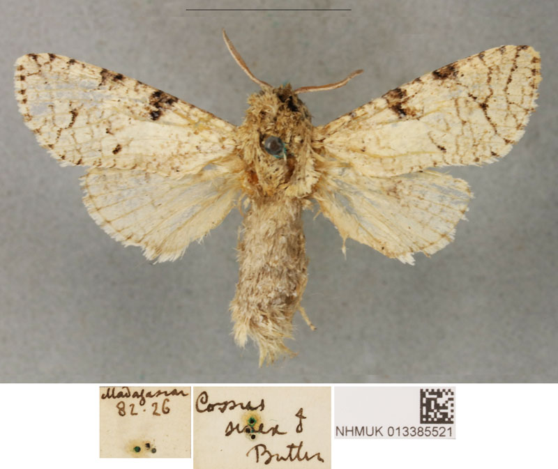 /filer/webapps/moths/media/images/S/senex_Cossus_PLTM_BMNH.jpg