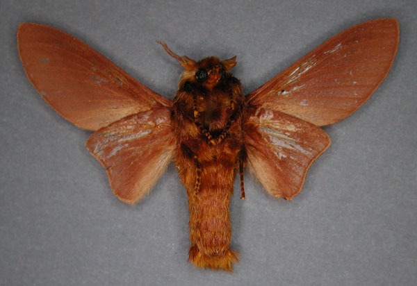 /filer/webapps/moths/media/images/S/senex_Pachytrina_HT_RMCA_02_17PM73E.jpg