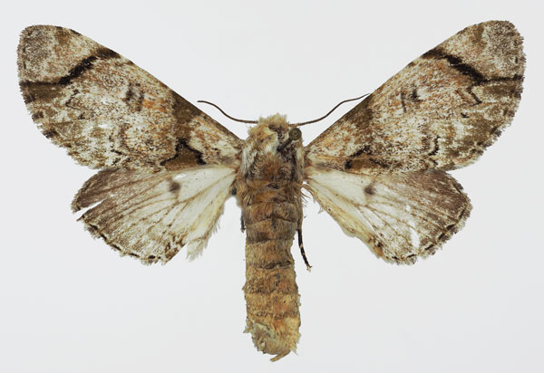 /filer/webapps/moths/media/images/S/senex_Thiacidas_AF_Basquin.jpg