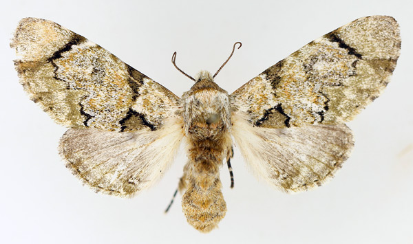 /filer/webapps/moths/media/images/S/senex_Thiacidas_AF_TMSA_01.jpg