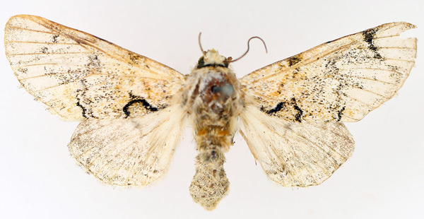 /filer/webapps/moths/media/images/S/senex_Thiacidas_AF_TMSA_02.jpg