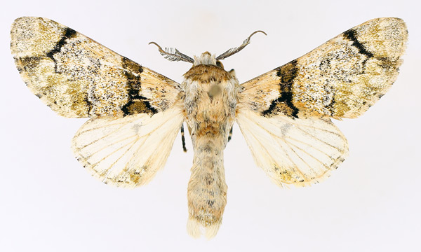 /filer/webapps/moths/media/images/S/senex_Thiacidas_AM_TMSA_01.jpg