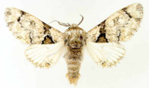 /filer/webapps/moths/media/images/S/senex_Thiacidas_AM_TMSA_02.jpg