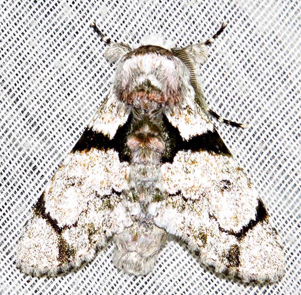 /filer/webapps/moths/media/images/S/senex_Thiacidas_A_Braun_09.jpg