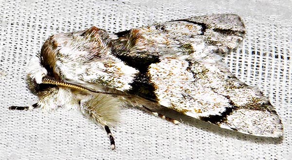 /filer/webapps/moths/media/images/S/senex_Thiacidas_A_Braun_10.jpg