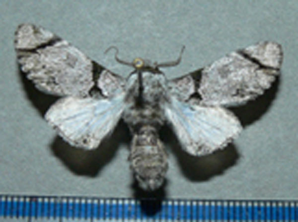 /filer/webapps/moths/media/images/S/senex_Thiacidas_A_Goff.jpg