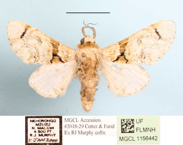 /filer/webapps/moths/media/images/S/senex_Thiacidas_A_MGCLa_01.jpg