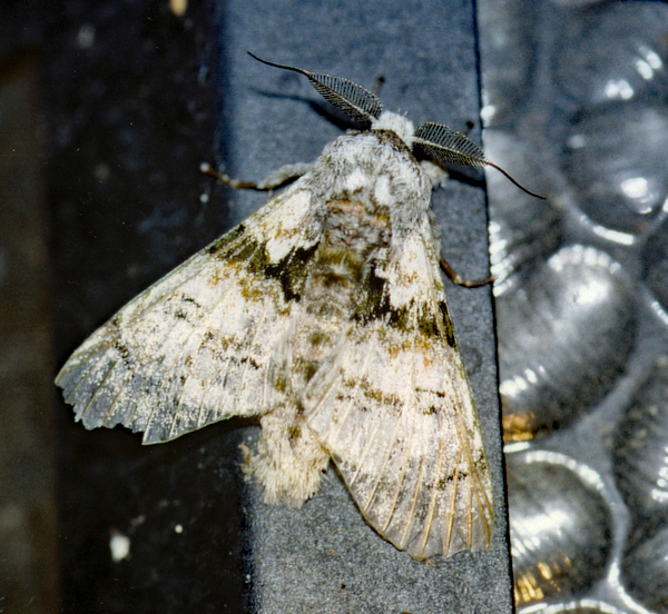 /filer/webapps/moths/media/images/S/senex_Thiacidas_A_Roland_01.jpg
