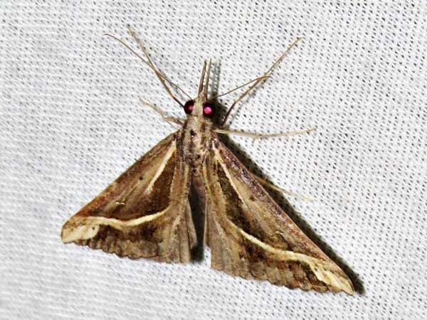 /filer/webapps/moths/media/images/S/senialis_Hypena_A_Braun.jpg